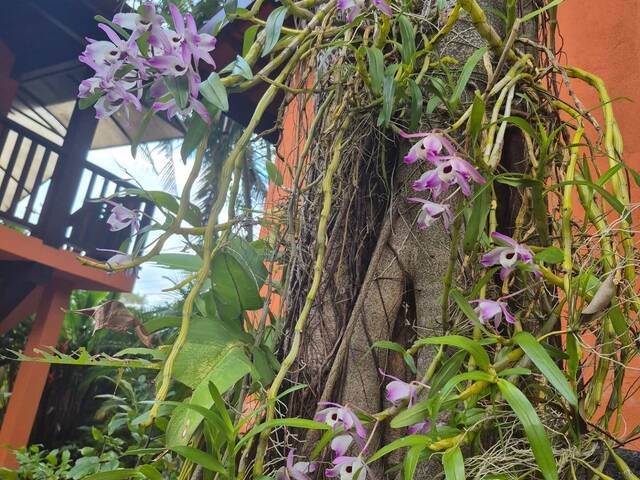 Pousada para Venda em Ubatuba - 4